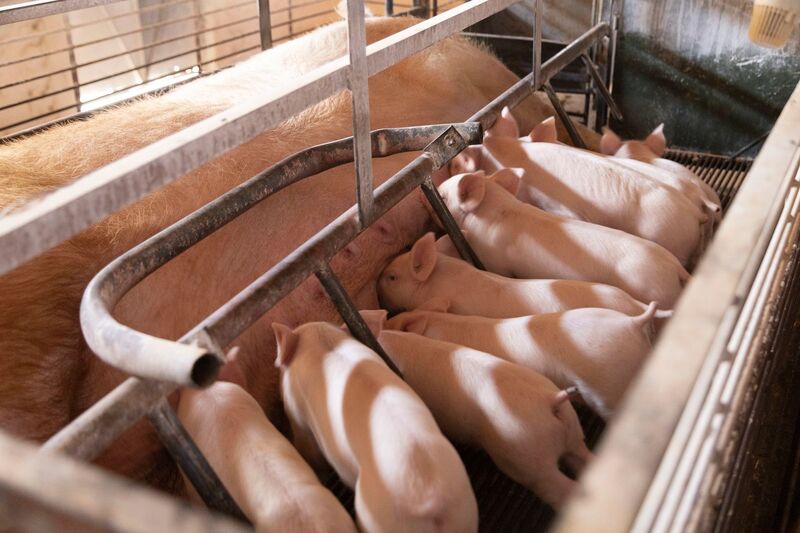 TẠI SAO CÁC TRANG TRẠI CHĂN NUÔI HEO Ở VIỆT NAM NÊN SỬ DỤNG VẮC XIN PCV2d?